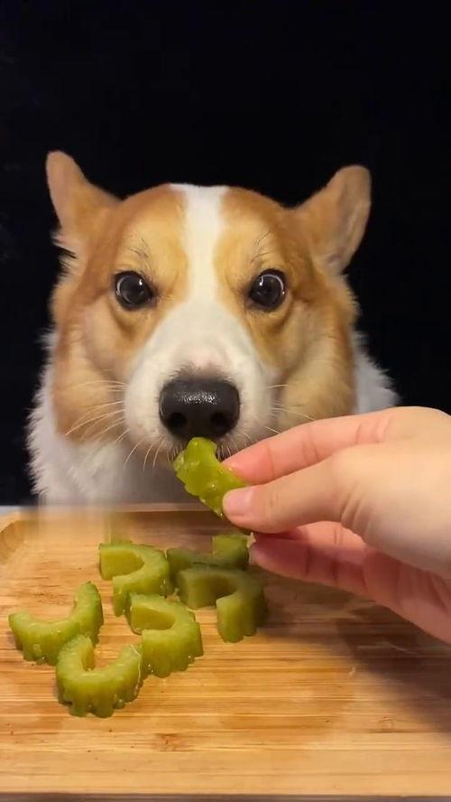 网红吃瓜狗子视频大全集